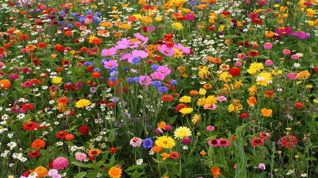 field of poppies