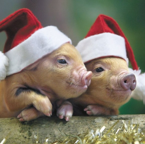 santa pigs