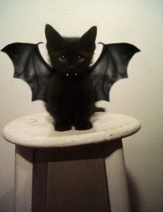 cat bat