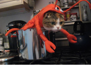 cat lobster